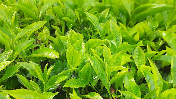 Fresh Kyoto green tea leaves