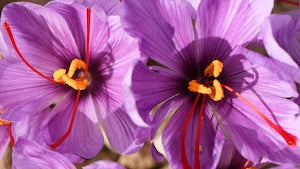 Royal saffron threads