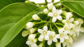 Ayurvedic gymnema leaves
